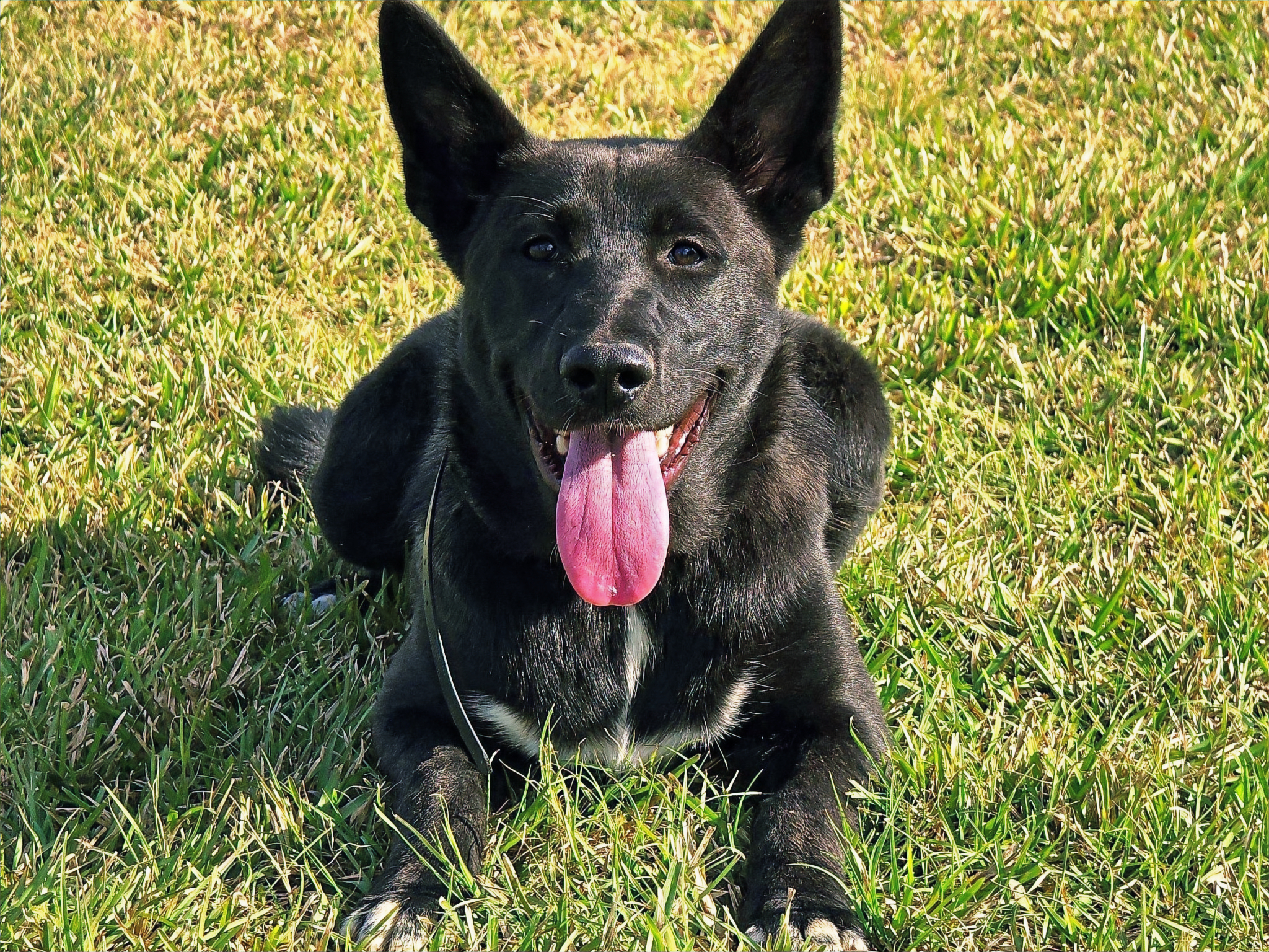 Onyx near the outdoors on an expedition backdrop