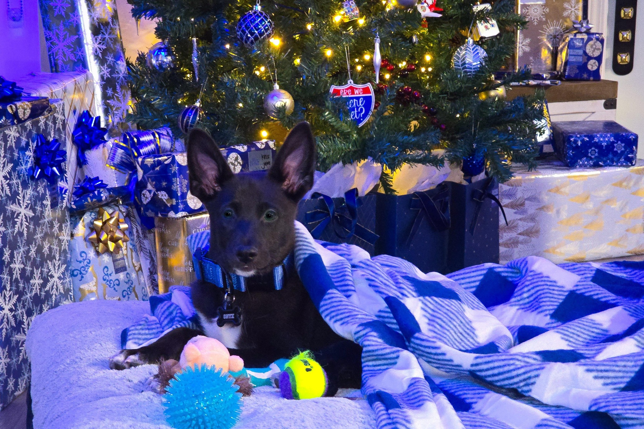 Onyx as Mr. December in a Christmas-themed photo for Pupvote’s Cutest Pets of 2025 competition