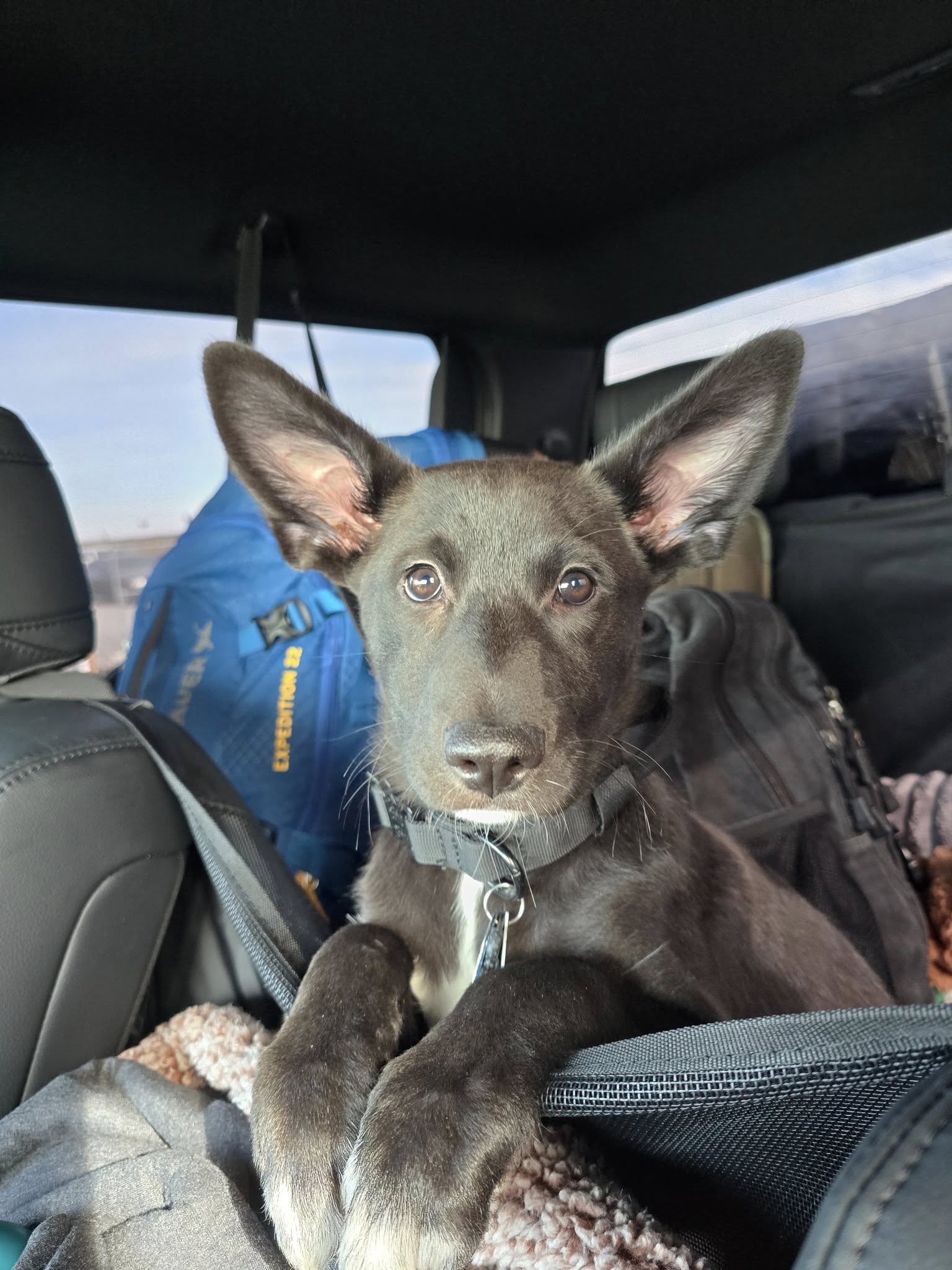 Onyx on a first road trip as Kristina Manuel’s full-access service dog partner