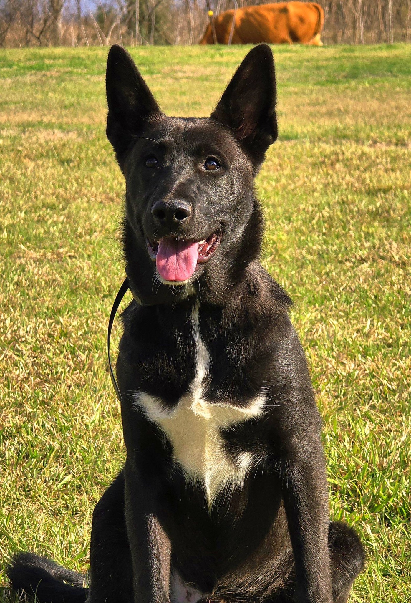 Onyx in training sitting alertly in the grass